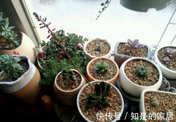 呆萌可爱|一款叶子对半长，形似元宝的多肉，看着呆萌可爱，打理真省劲