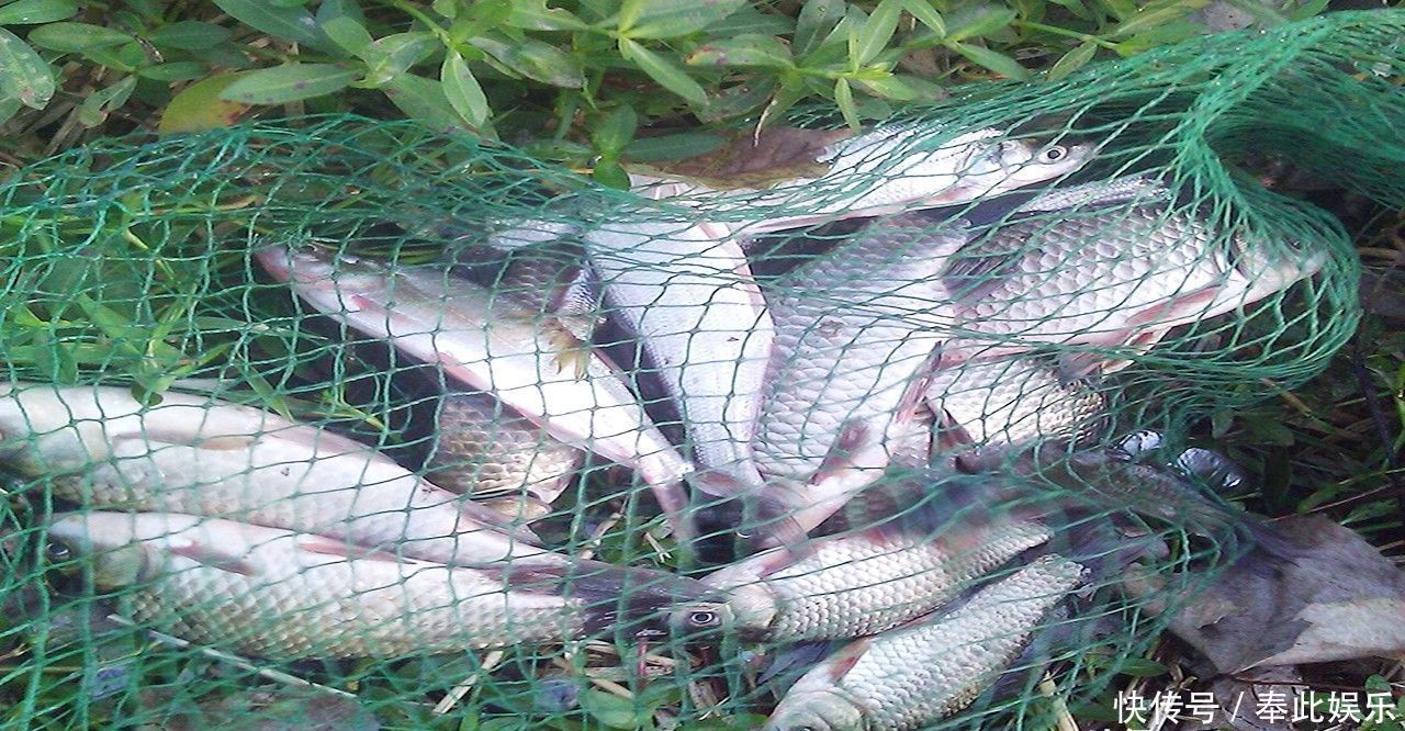 钓鱼|能钓多少鱼,并不是靠饵料、小药和打窝,而是由它“决定”