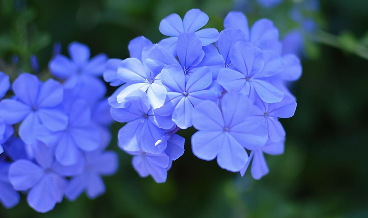 爆盆|想蓝雪花入夏就爆盆,养护要做到“3个充足”,枝头上都是花苞