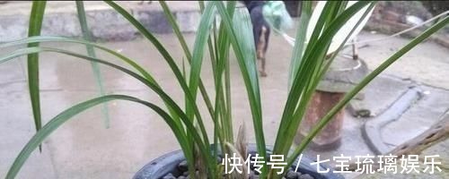 新芽|兰花盆里,放几粒“它”,比啥肥都好使,猛窜新芽,越长越旺
