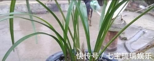 新芽|兰花盆里，放几粒“它”，比啥肥都好使，猛窜新芽，越长越旺