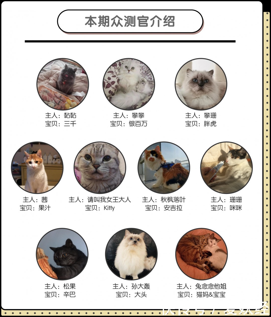 猫不吃饭还吐怎么回事