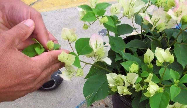 学会给三角梅“打顶”,小苗变盆景,一年四季花开满枝头