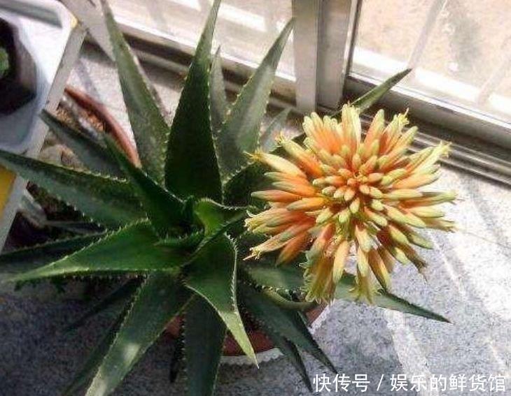 开花|4种花寓意好,家里养一盆,增福又纳财,养100盆也不嫌多!