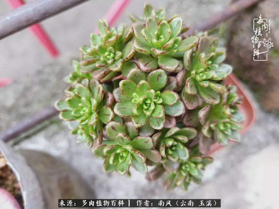 从小喜欢绿植，后来遇见多肉，情不知所起，那就再接再厉！