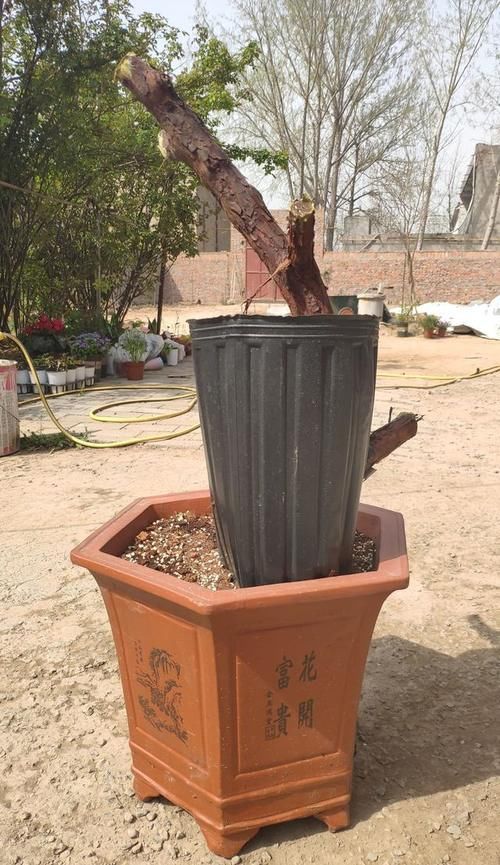 蔷薇老桩不发芽怎么办？