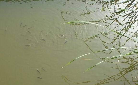 测试水中是否有鱼的方法,钓鱼前可以试试