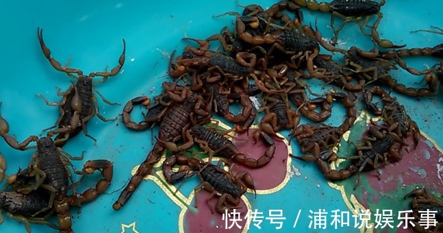 野味|老农民最想抓的三种野味,营养价又高,有一种要600元一斤