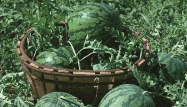 皇帝|乾隆路边吃瓜,称赞瓜农的瓜很甜,却为何偷偷下令:此人得死!