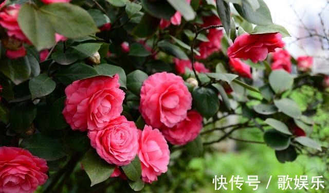 院子养花，很适合养一盆“名贵之花”茶花，花形优雅，美艳绝伦