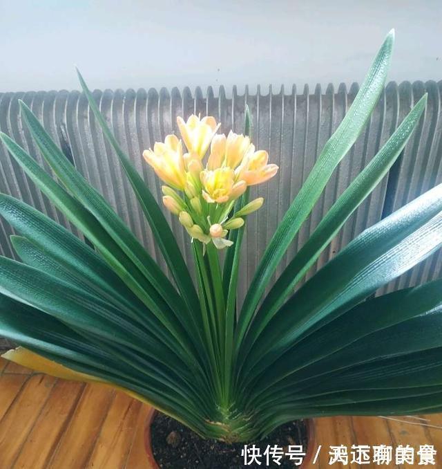 矿泉水瓶|给君子兰喝一种饮料，一年长6片叶片，闪亮发光