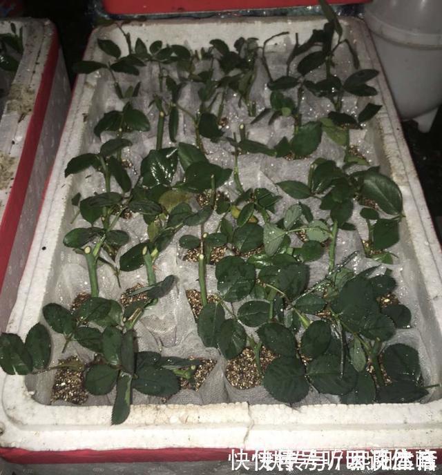 扦插月季不生根？用这捂一捂，过几天“冒白根”，变成月季大户