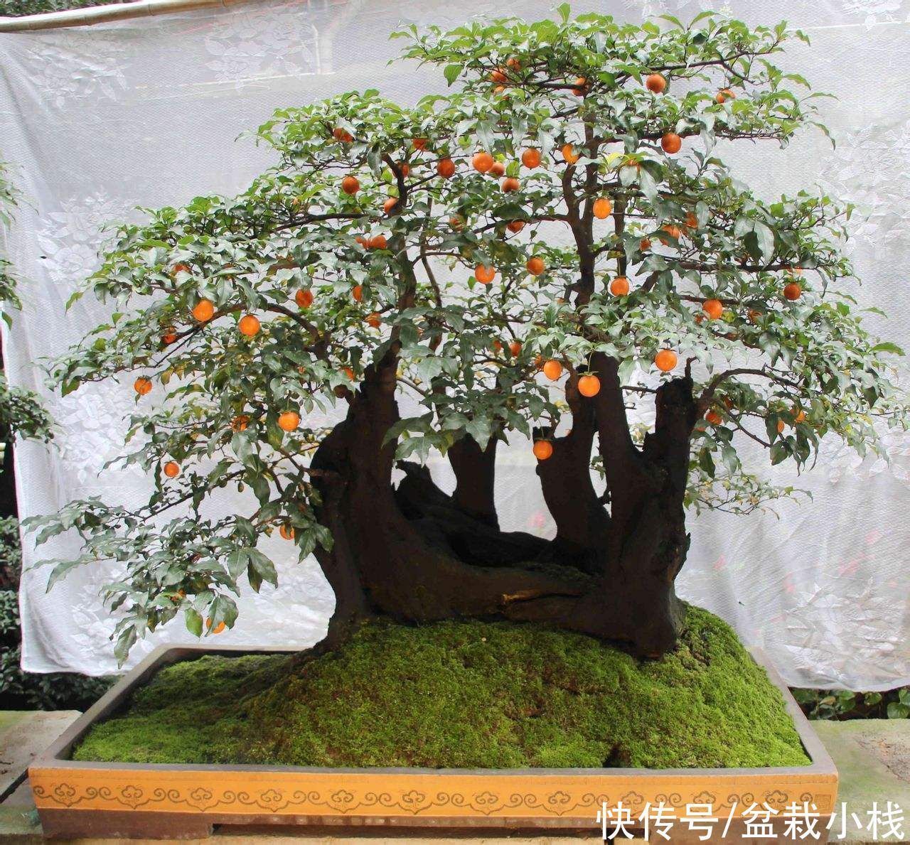 生命力|家里带院的,4种盆景要安排上,大气撑门面