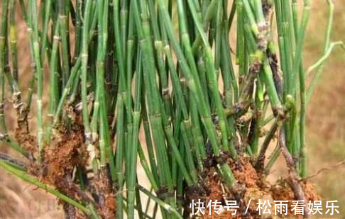 田野|农村一种“光棍”草,无叶无花只有杆,但煎水喝眼睛越来越明亮