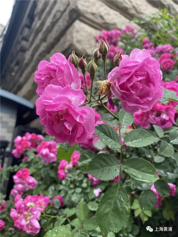 周菲|图说黄浦｜蔷薇花香徐来，浸润了时光