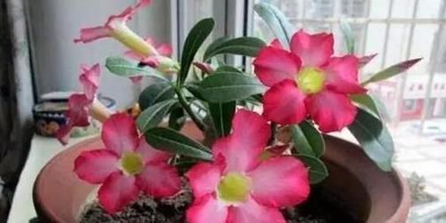 黄叶|客厅2个地方,千万别养花,不能忽视,养了也尽快搬走