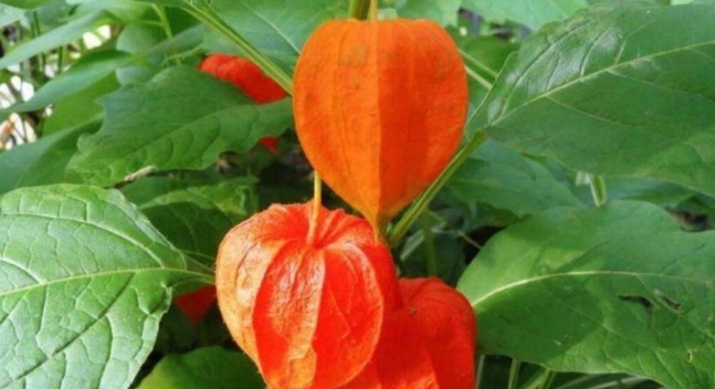 灯笼草|咳嗽,咽喉痛农村一种野果,好吃还治病