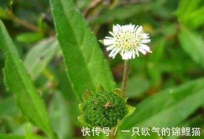 莲蓬|长得一肚子墨水，形态很像莲蓬，别忽视