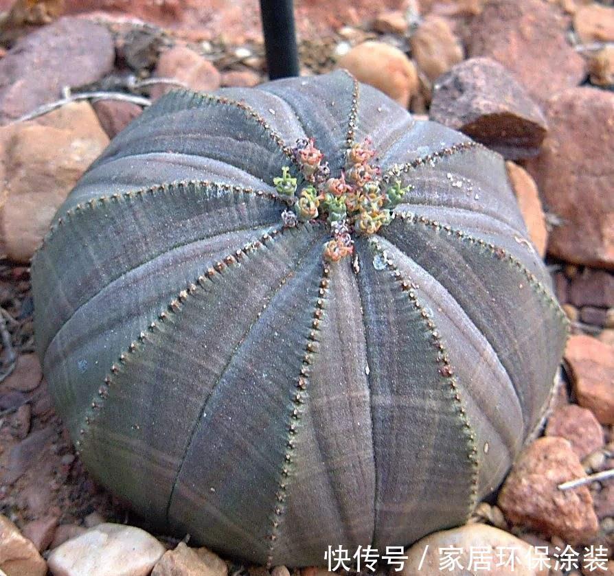 壮观|5种常见的多肉秀美又壮观,养护时,一定要避开这几个雷区