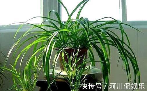 新手学养花,6种“练手花”随便养,做好“功课”,秒变“高手”