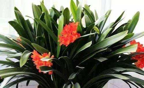 新手养君子兰，教你一招，开花不用靠运气，养一盆开一盆