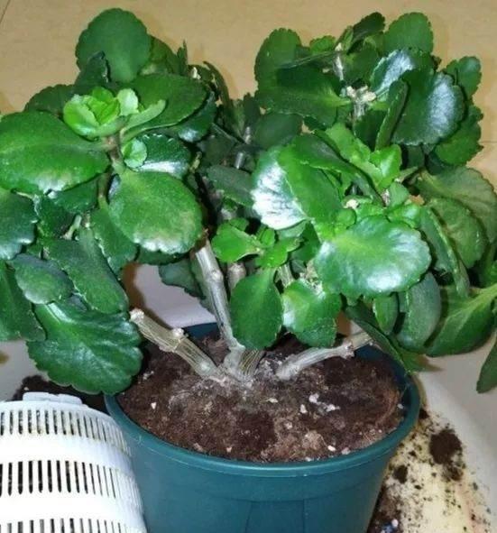 长寿花换土，切记避开“生死季”，换个时间段，沾土就生根