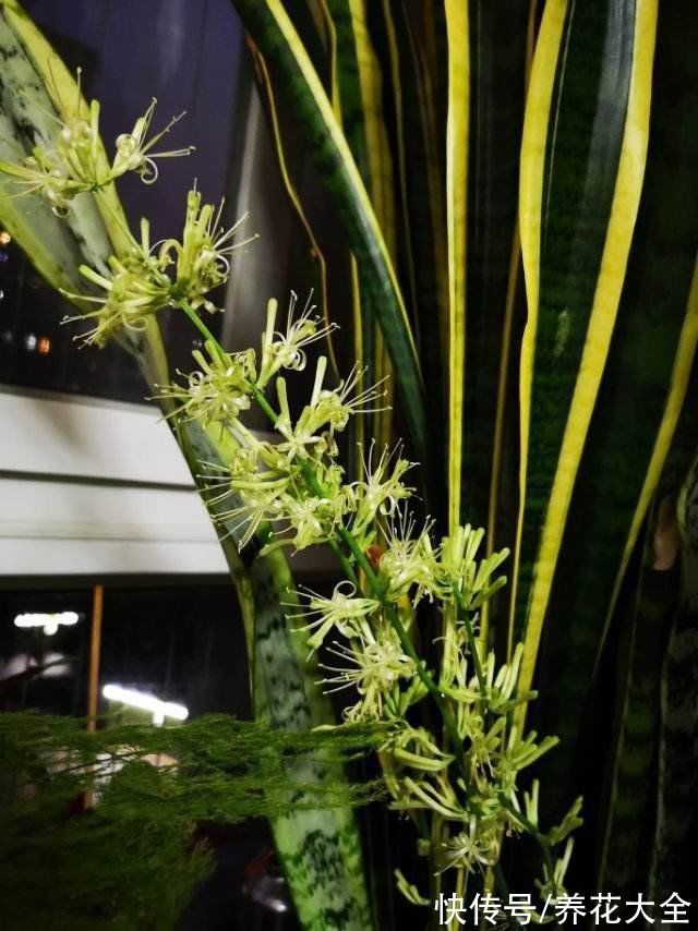 老一辈人说,4种绿植不常开花,一开花就预示有好事儿,你见过吗