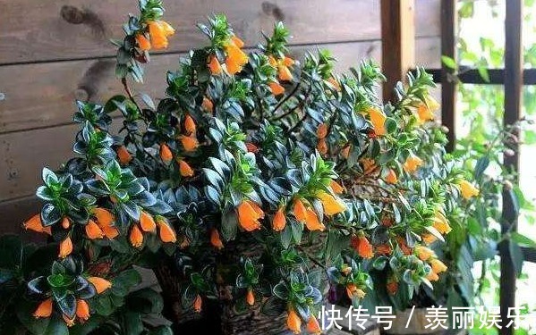 长在枝丫的“金鱼”,你有见过吗还比真金鱼好养,快去养一盆