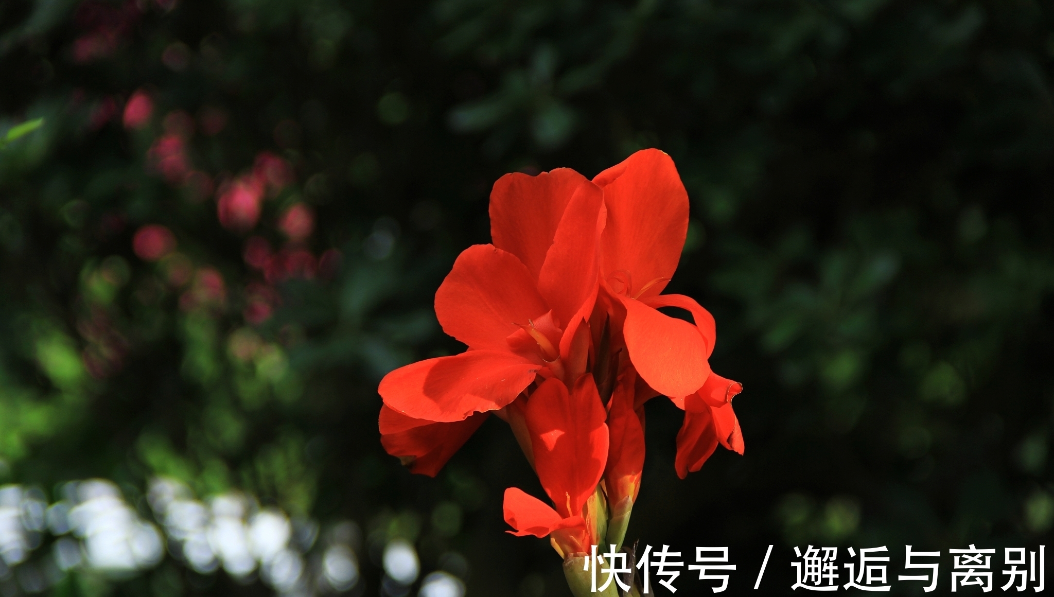 惜花&感人至深的一首诗,全篇句句有情,作者不愧被李商隐夸赞