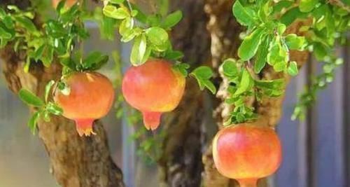 茶叶树|4种绿植从低价盆栽到高价盆景,只需5年时间,每一盆都很美