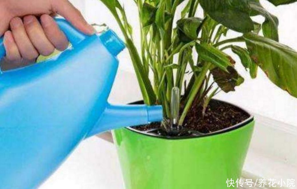 花卉|夏天养花有“3忌”，做错一样，不是烂根就黄叶，难熬过夏天