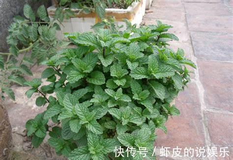 养花试试这几款,品种繁多,形态各异,开花非常个性化