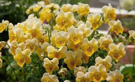 4种花好养易活杨志刚,谁看了都想养,一养就上瘾