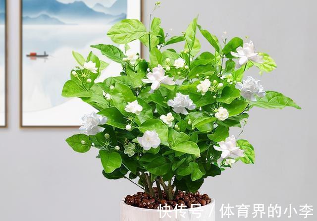 茉莉秋冬盆栽该注意什么？落实好这6点，低温环境不用担心
