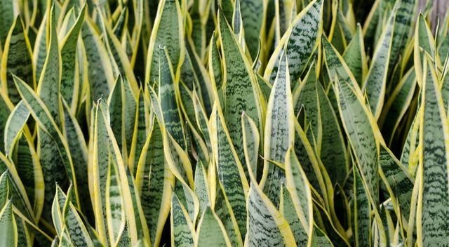 伤根|室内养虎皮兰,最怕这3种要命水,很容易伤根养死了