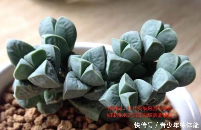 鹿角海棠这样养，爆盆长成“老桩树”，不皱不裂，状态迷人还开花！