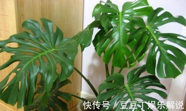 龟背竹|空气干燥、蚊虫多、异味大家里养这“4种花”,什么烦恼都没了