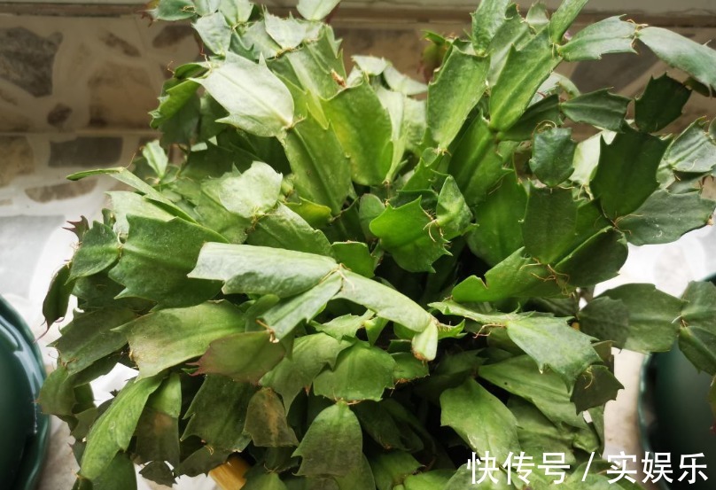 花苞|蟹爪兰长出这种叶子,立马掰掉它,嗖嗖冒花苞!