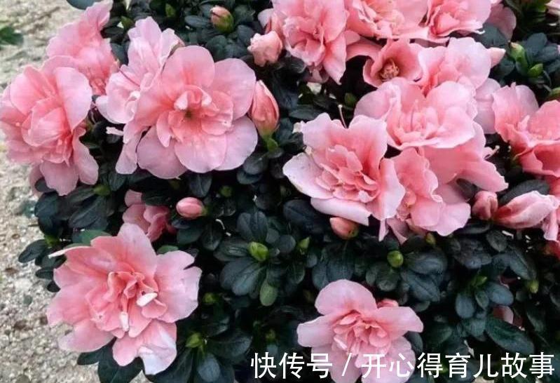 杜鹃花养不活,避开4个错误观点,枝繁叶茂,花开旺盛