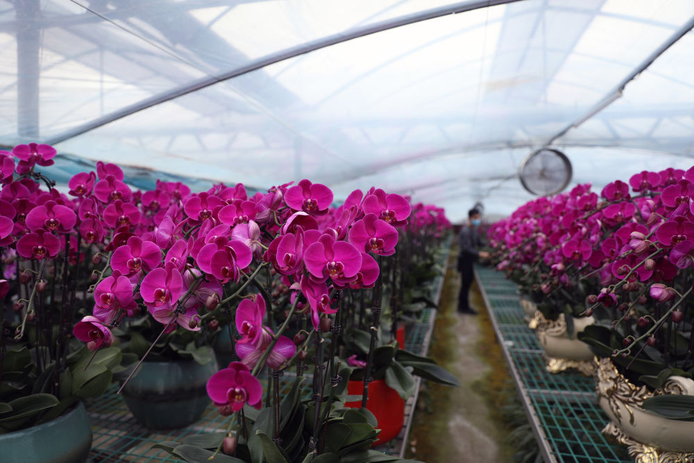 年味来了！春节临近年宵花线上线下齐走俏