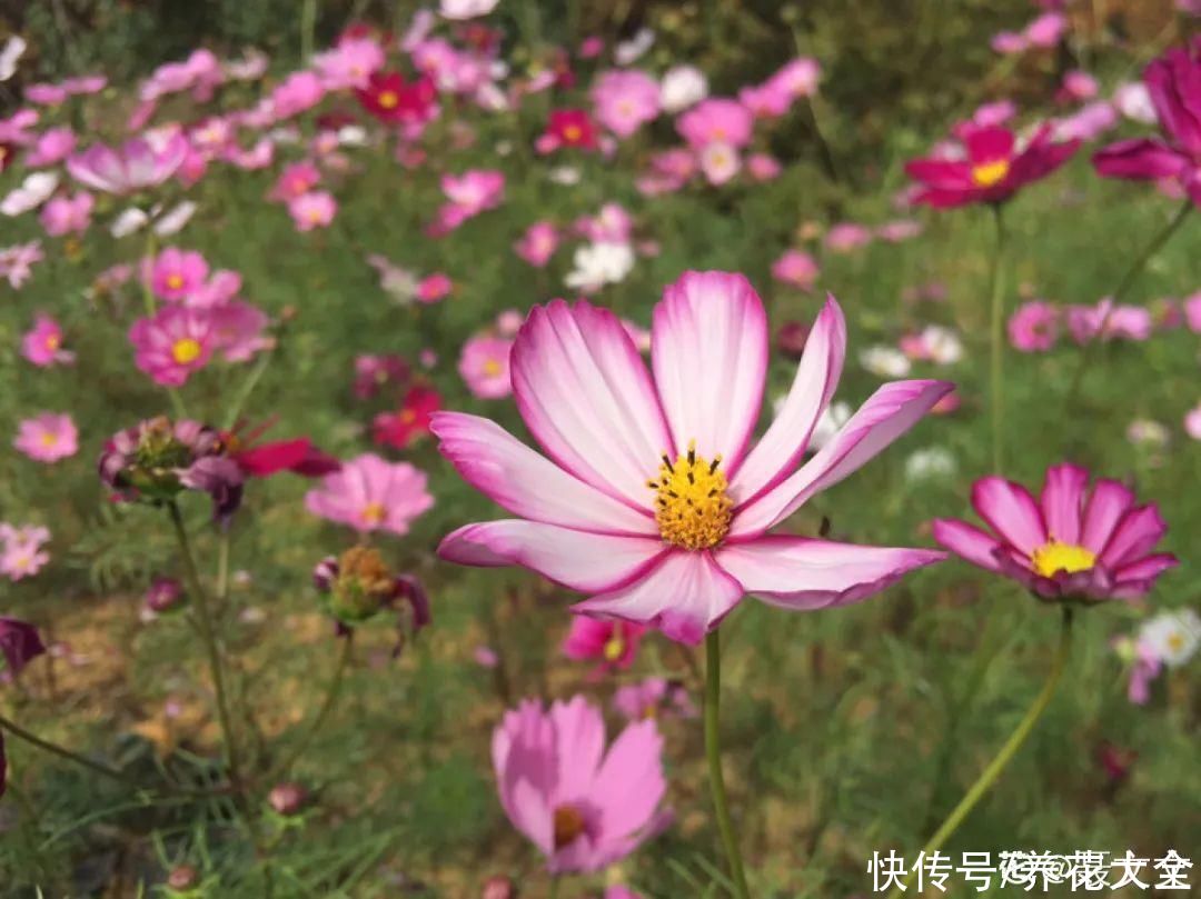 有院子的话,种这6种花,沾土就活一大片