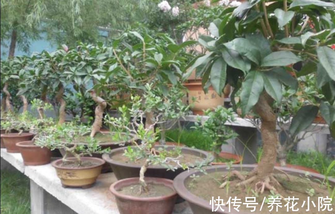 植株|家里养5种花，冬天剪一剪，来年长得旺，开花多