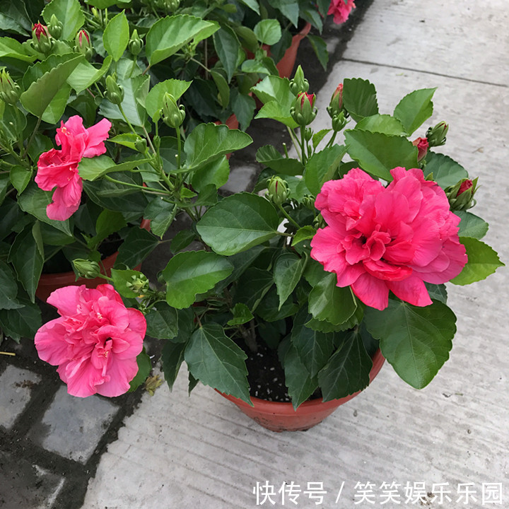 红掌|室内养盆“四季花”,花量巨大,一年365天,每天开花