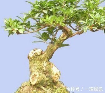 桂花树|把“马齿苋树”养成了盆景”,长成了老桩,并且叶片四季常翠