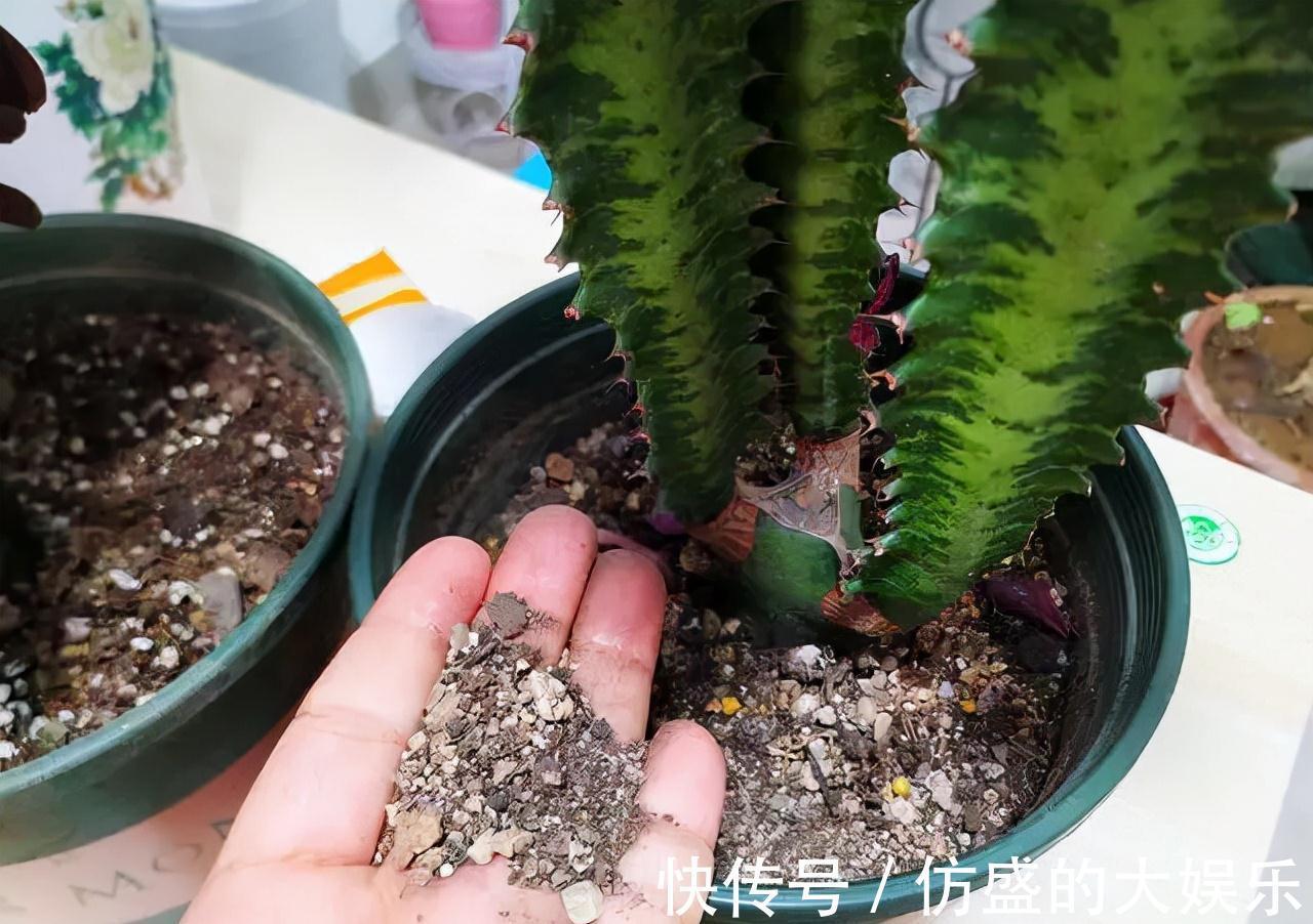 8种“吉利花”,要用“穷养法”,小盆养老桩,富贵又旺家