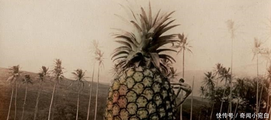 鸡比牛大|百年前美国“浮夸风”的照片：一列火车运一颗土豆，图5鸡比牛大