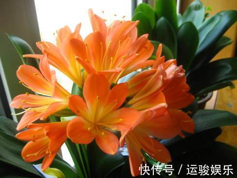 绿萝|给绿萝、君子兰浇水时兑点它,叶子宽厚油绿、开花再也不夹箭!