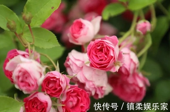 “玫瑰精品”玛丽玫瑰，独特美艳，内敛沉静，可以说是养花必备