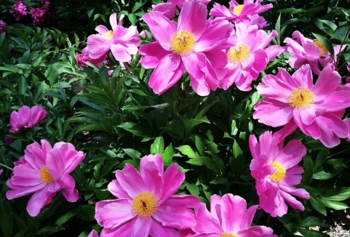 芍药花如何养更漂亮教你3个妙招，花开满枝头，花朵艳丽多彩