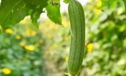 养生|秋天减肥排毒晚上多吃3种食物，美容养生，延缓衰老，早吃早好！